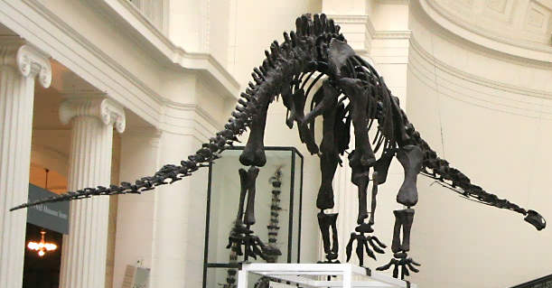 Файл:Mamenchisaurus, Field Museum.jpg