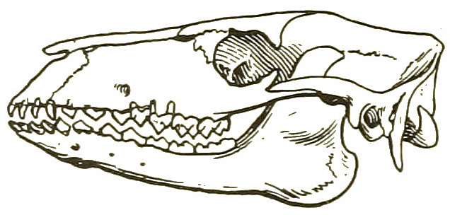 Файл:Protylopus petersoni skull 2.jpg