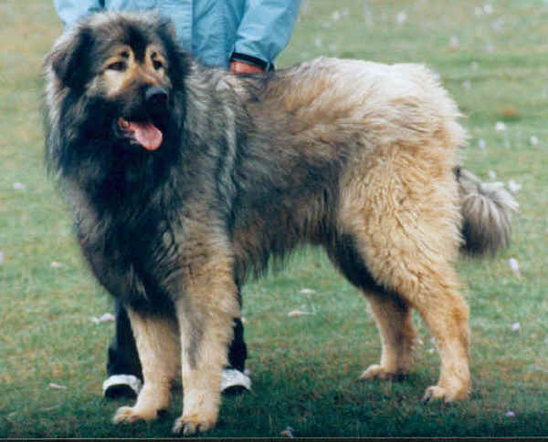 Файл:Sardog.jpg