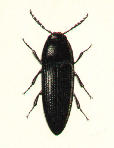 Файл:Eucnemis capucinus.jpg