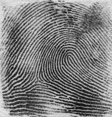 Файл:Fingerprint Right Loop.jpg