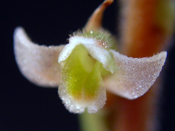 Файл:Mesadenella cuspidata.jpg