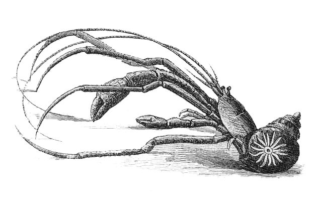 Файл:Parapagurus abyssorum.png