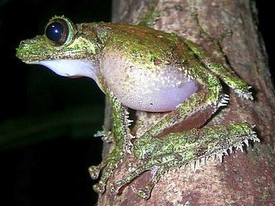 Файл:Spinomantis aglavei2.jpg