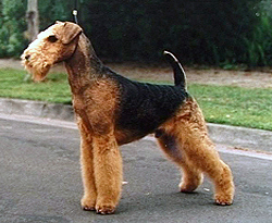 Файл:Airedale Terrier.jpg