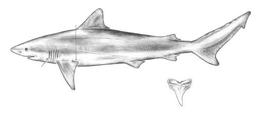 Файл:Carcharhinus isodon drawing.jpg