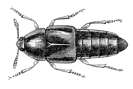 Файл:Polylobus maculipennis.png