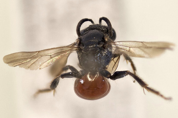 Файл:Sphecodes alternatus.jpg