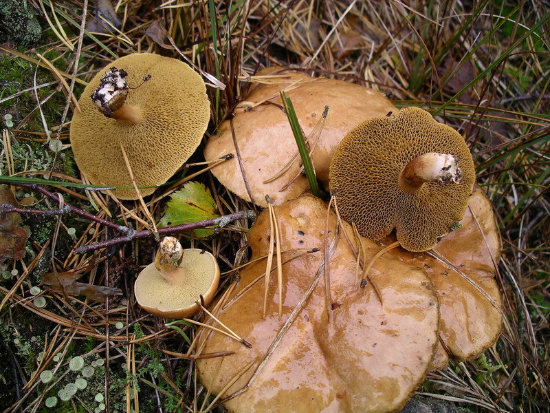Файл:Suillus bovinus.jpg