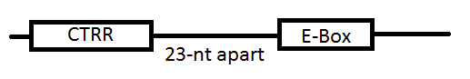 Файл:CTRR and Ebox.png