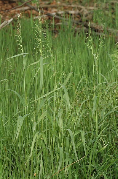 Файл:Milium.effusum.2.jpg