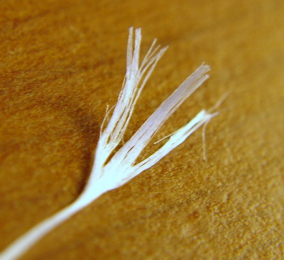 Файл:Dental floss (split).jpg