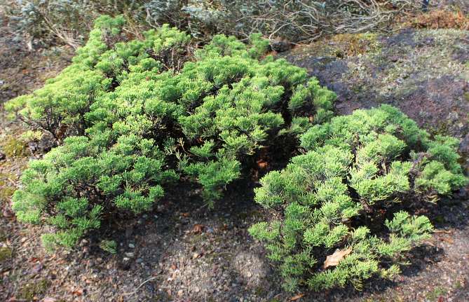 Файл:Juniperus 001.jpg