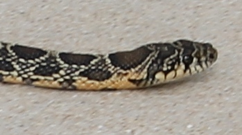 Файл:2017-05-26-Snake1 Head.jpg