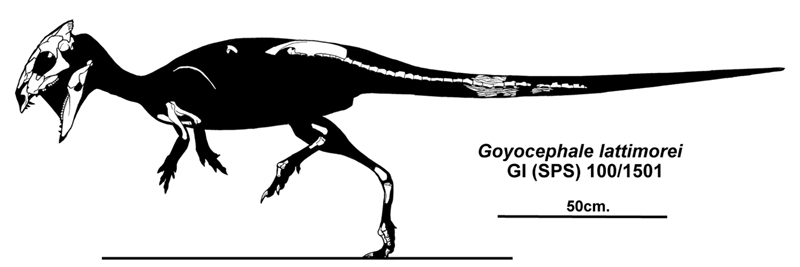 Файл:Goyocephale lattimorei.jpg