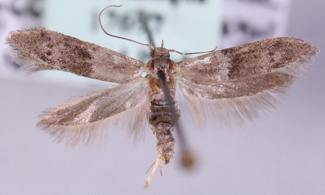 Файл:Hypatopa segnella.jpg