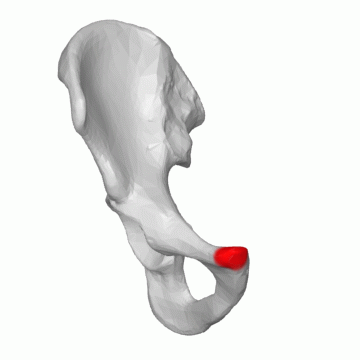 Файл:Pubic tubercle - animation03 (Right hip bone).gif