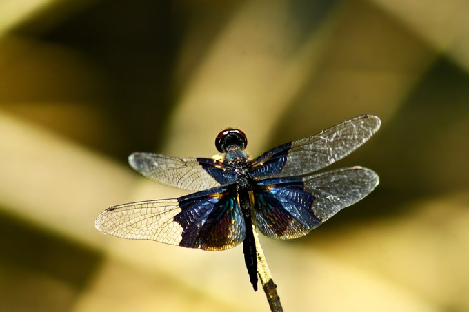 Файл:Rhyothemis triangularis – Lesser Blue-Wing-Male.jpg