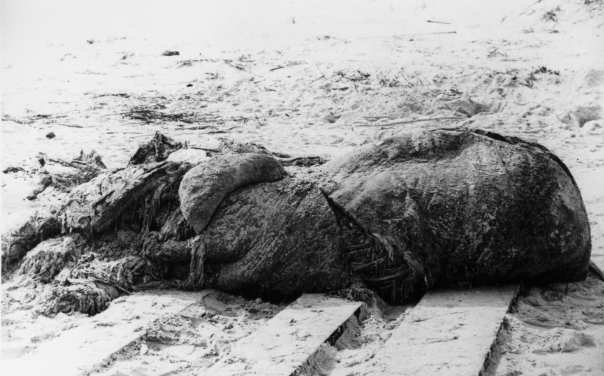 Файл:St augustine carcass.jpg