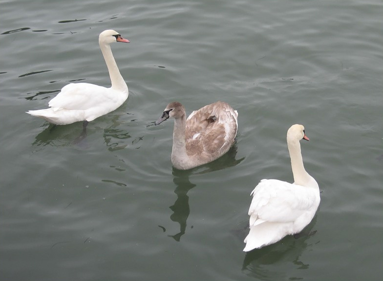 Файл:Лебеди зимой в Керчи.jpg