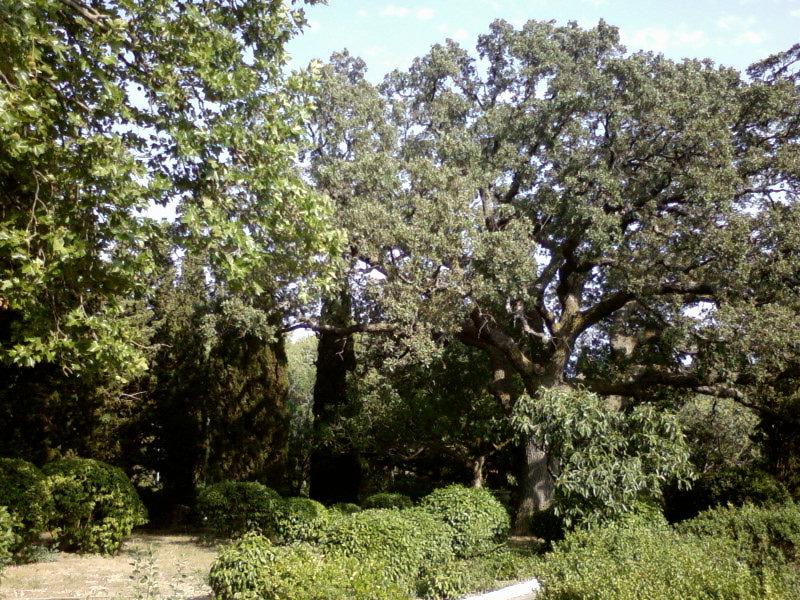Файл:Foros park.jpg