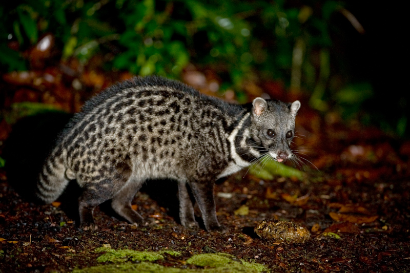 Файл:Malay civet.jpg