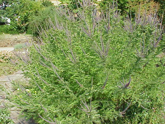 Файл:Amorpha canescens2.jpg