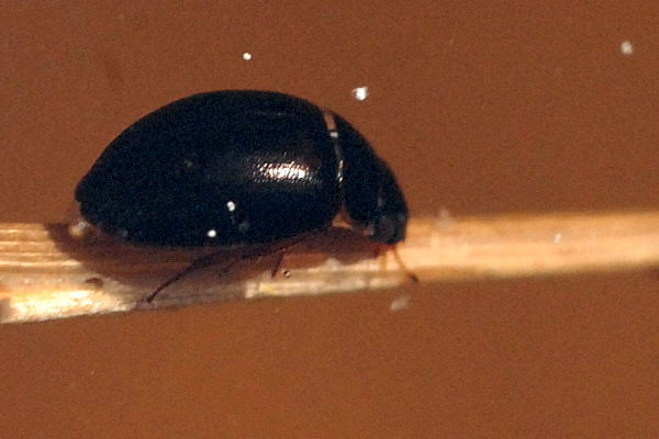 Файл:Anacaena.globulus.-.lindsey.jpg