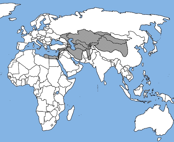 Файл:Long Eared Hedgehog Range.jpg