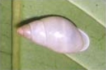 Файл:Partula taeniata 2.jpg