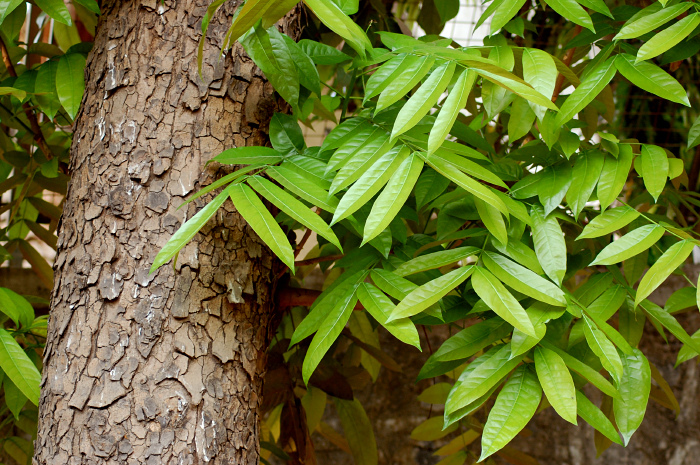 Файл:Big-leaved Mahogany.jpg
