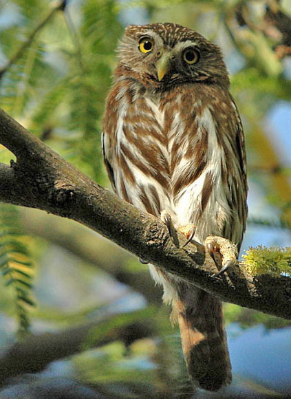 Файл:Cactus Ferruginous Pygmy-owl.jpg