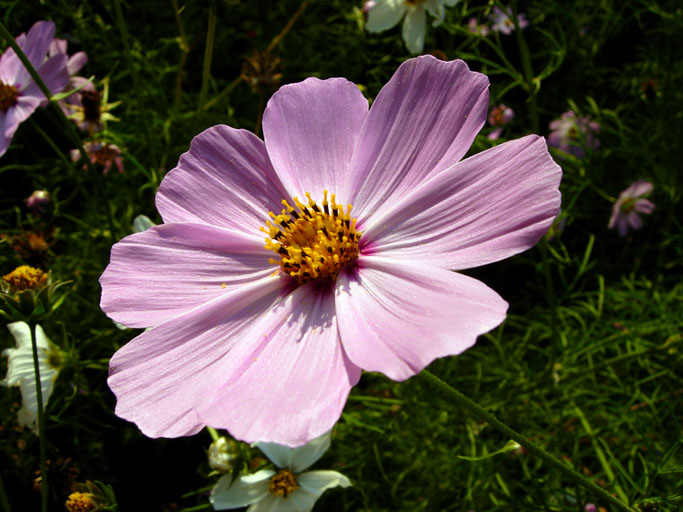 Файл:Cosmos bipinnatus-1.jpg
