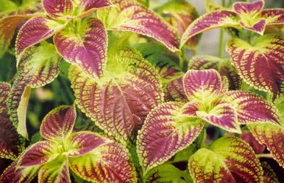 Файл:Green maroon coleus.jpg