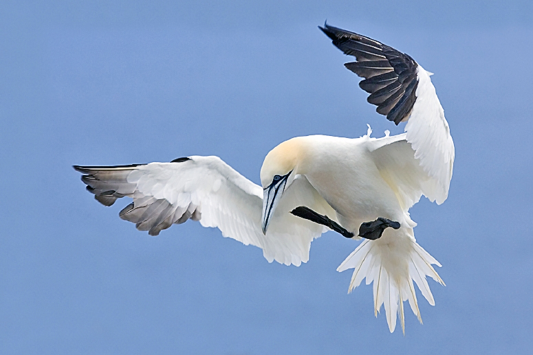 Файл:Northern Gannet 2006 2.jpg