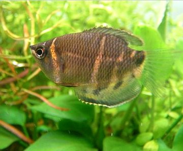 Файл:Sphaerichthys osphromenoides.jpg