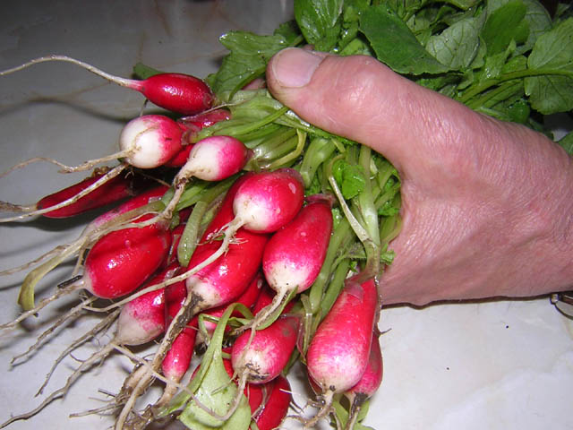 Файл:Bunch of raphanus.jpg