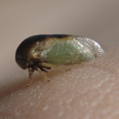 Файл:Micrutalis sp 1.jpg