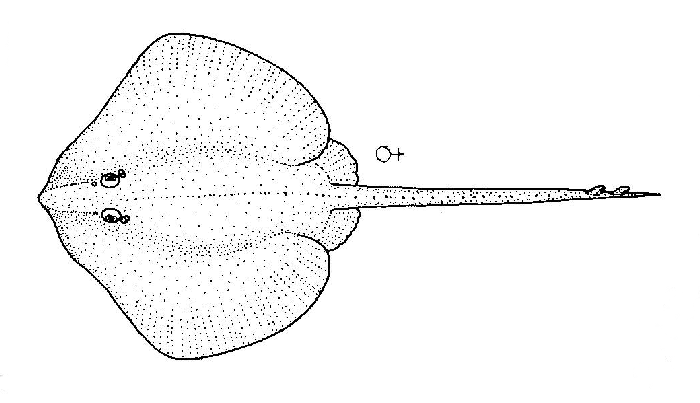 Файл:Notoraja spinifera (Spiny deepsea skate).gif