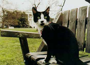 Файл:Socks-clinton.jpg