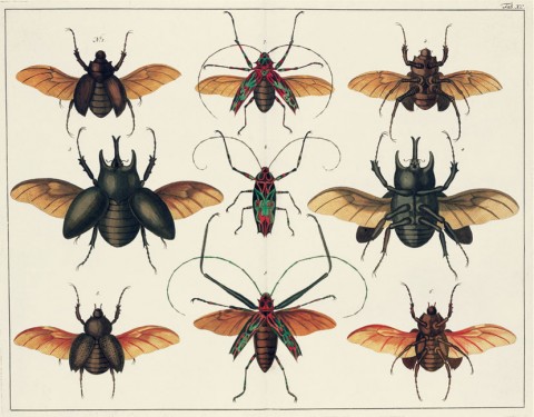 Файл:Albertus Seba Insekten.jpg