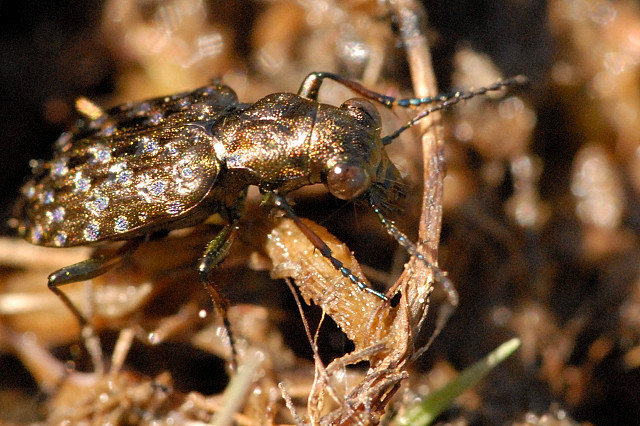 Файл:Elaphrus.riparius.-.lindsey.jpg