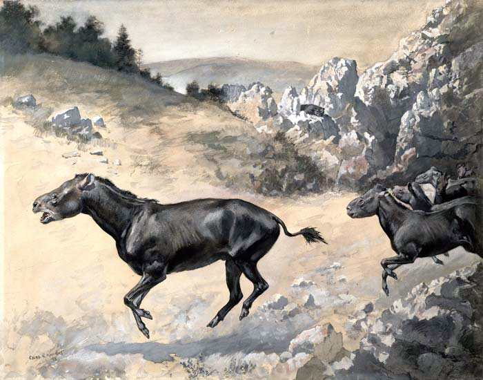 Файл:Knight Hyracodon.jpg