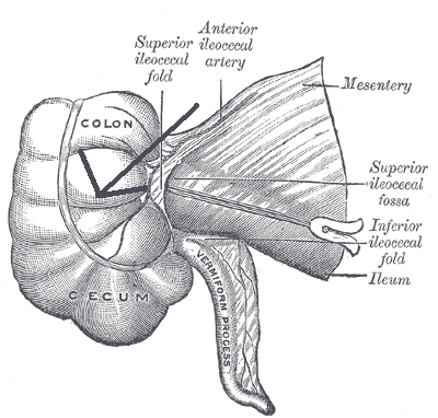 Файл:Musculussphinctercolocaecalis.png