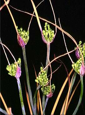 Файл:Allium nebrodense.jpg