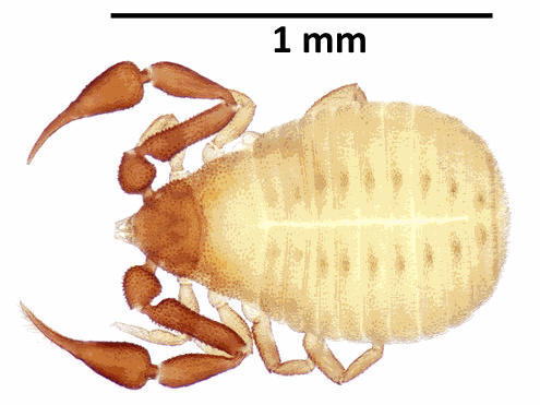 Файл:Apocheiridium ferum.png