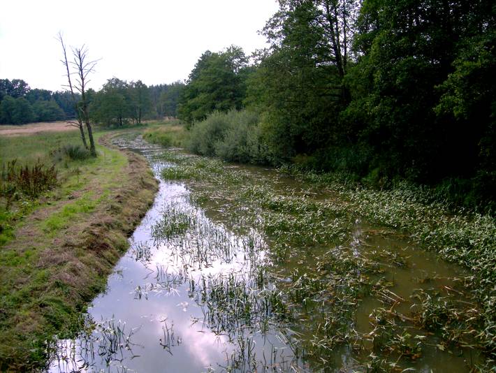 Файл:Giehlerbach springmoor.jpg