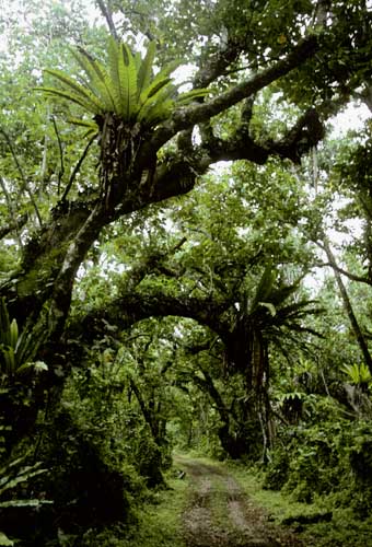 Файл:Atiu Forest.jpg