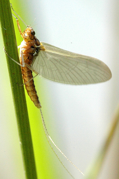 Файл:Caenis.horaria.jpg