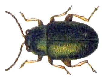 Файл:Chaetocnema angustula.jpg